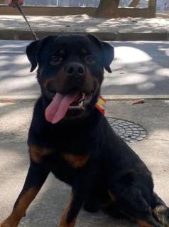 Vendo Rottweiler Cabea De Touro