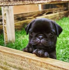 Pug O Mais Amado Do Planeta
