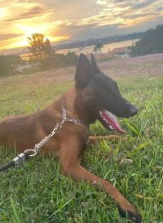 Pastor Belga De Malinois