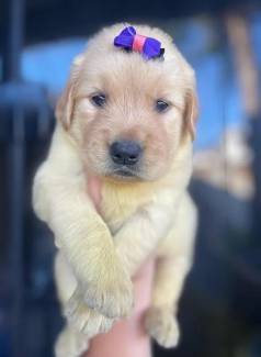 Filhote Golden Retriever Fmea Disponvel