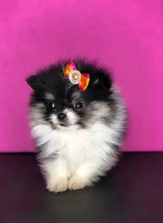 Peludinhos Pra Entrar No Seu Corao