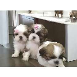 Shihtzu Miniatura Filhotes