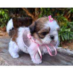 Shihtzu Mini Filhotes Tricolores Perfeitos em BH MG