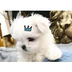 Malts Mini Filhotes Padro Inigualvel em BH MG