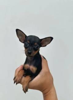 Pinscher Fmea - 60 Dias