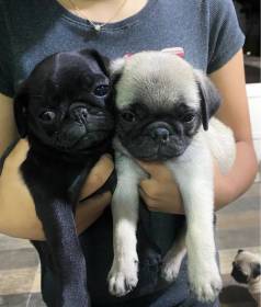 Pugs Fmeas E Macho.