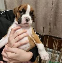 Boxer Entrega Hoje, Chamar No Whatsr A Diferena No Seu Dia