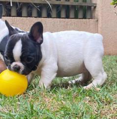 Bulldog Francs Femeas Criadas Por Veterinaria
