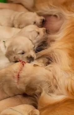 Urgente! Doao De Filhotes De Golden Retriever Macho E Fmea