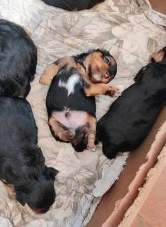 Filhotes De Yorkshire Terrier Preto E Marrom E Filhotes De Yorkshire  Biewer .