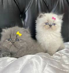 Persa ( Promoo )