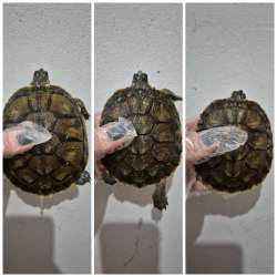 Tigre dagua para lago ou tanque - jovens