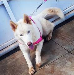 Husky Siberiano Fmea