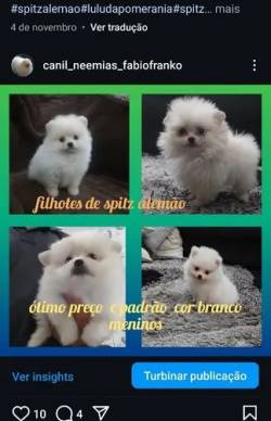 Filhotes De Spitz Alemo