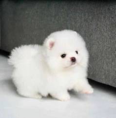 Lulu Da Pomerania , Spitz Alemo Filhotinhos Porte Pequeno Macho Pedigree