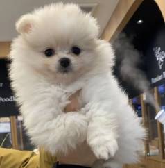Machos Lindos , Spitz Alemo Porte Pequeno Com Vacina De Lulu Da Pomerania