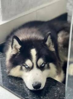 Doa Casal De Husky