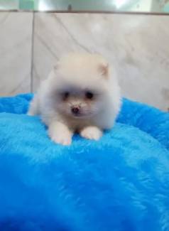 Filhotes Spitz Alemo - Pequenos, Cheios De Personalidade E Carinho!