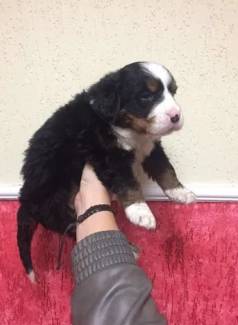 Bernese Mountain