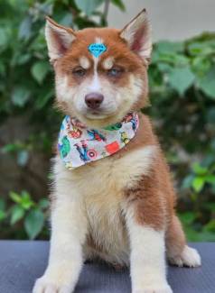 Belos Filhotes De Husky Siberiano