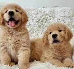 Golden Retriever Promoo