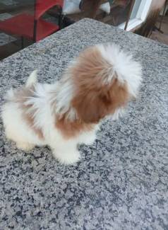 Shih Tzu