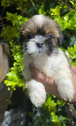 Shih Tzu  Venda: Filhotes Sociveis E Cheios De Personalidade!