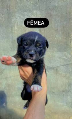 Filhote De Cachorro Fmeas E Machos