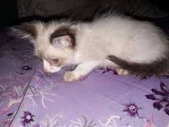 Gatinho Ragdoll Disponvel