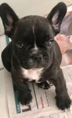 Bulldog Francs - Linda Fmea Disponvel Com Vacina Importada - Somos Loja Fsica