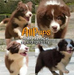 Filhotes Border Collie Somos A Maior Rede Canil E Loja Especializado Na Raa