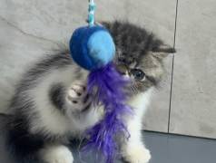 Gato Persa Extico Com Pedigree