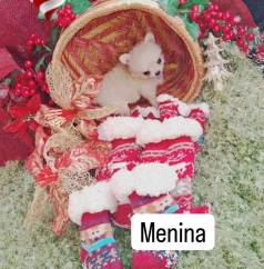 Chihuahua Filhotes Mini. Pelo Longo. Pedigree. Leia O Anncio