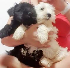 Schanauzer Mini Machos Branco E Black Promoo