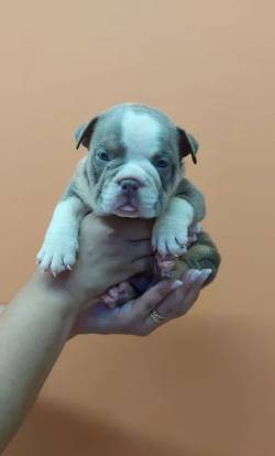 Filhotes American Bully A Venda.