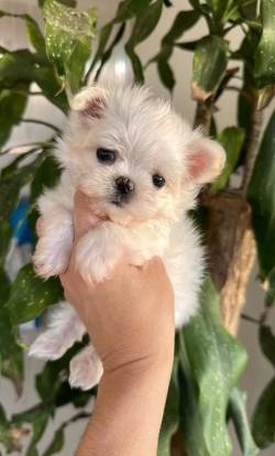 Maltes Macho Micro Disponvel!! Presenteie Nesse Natal.