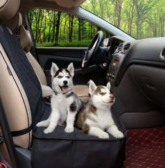 Husky Siberiano O Amigo De Todas As Aventuras