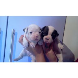 BULLDOG FRANCS LINDOS FILHOTES