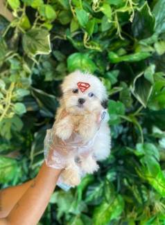 Lhasa Apso - Bem Peludinhos - Disponvel