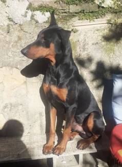 Doberman Filhote