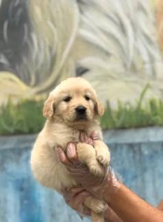 Fmea Em Loja Com Pedigree - Golden Retriever Pr Adestrada- 11 9 60.16.49.76