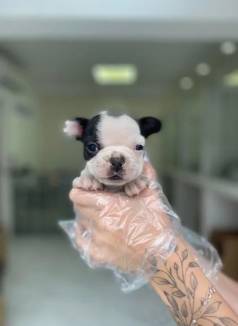 Machinhos E Menininhas A Pronta Entrega - Bulldog Frances