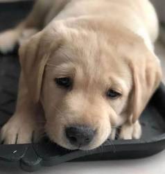 Filhotes De Labrador! Aventure-se Na Vida Com Um Filhote Cheio De Carinho!