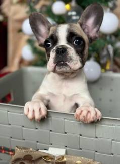 Filhote De Bulldog Francs