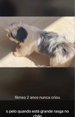Shih Tzu Fmea Venda