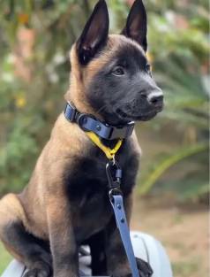 Filhote Pastor Belga Malinois