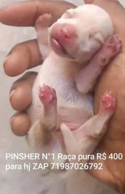 Pinscher N1 - Raa Pura R$ 400