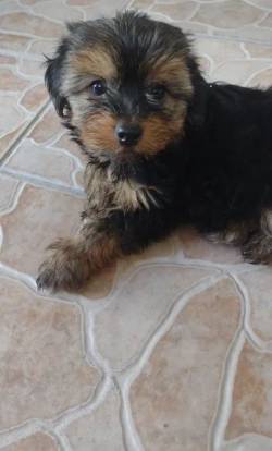 Yorkshire Terrier Fofo Adotar!