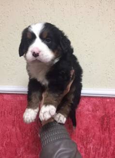 Bernese Boiadeiro Disponveis, Machos/fmeas, ltimos Filhotes, C/ Condies Especiais