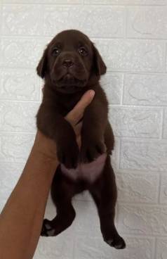 Filhotes De Labrador Machos E Fmeas